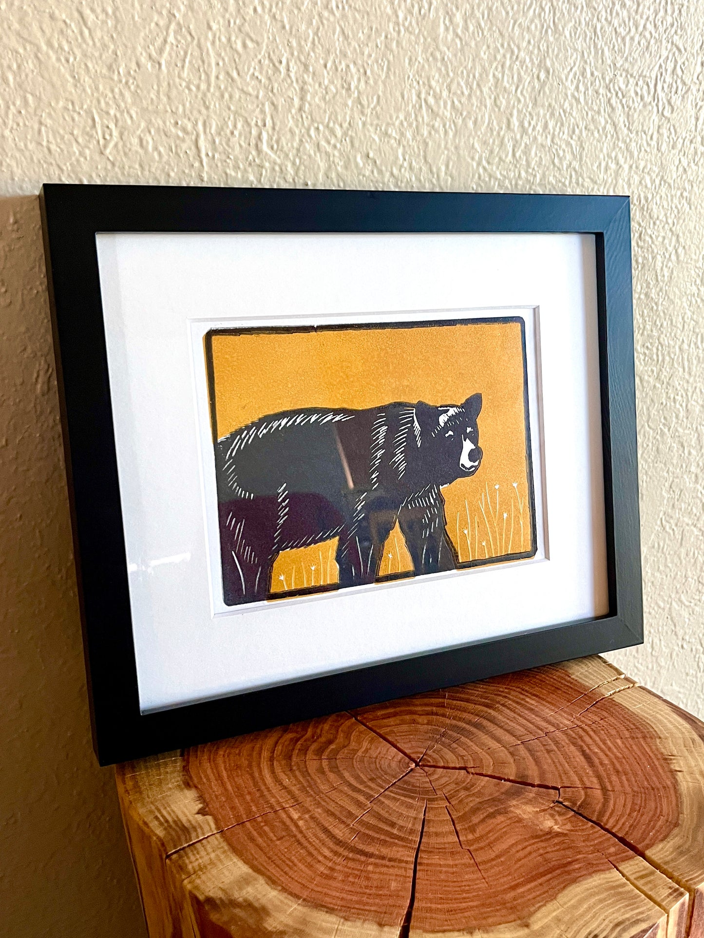 American black bear