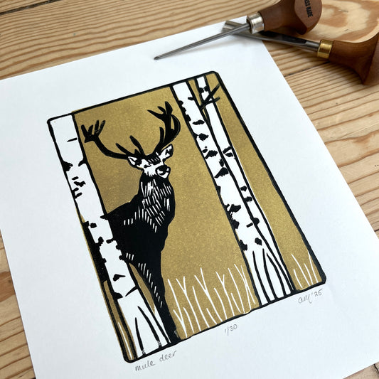 mule deer