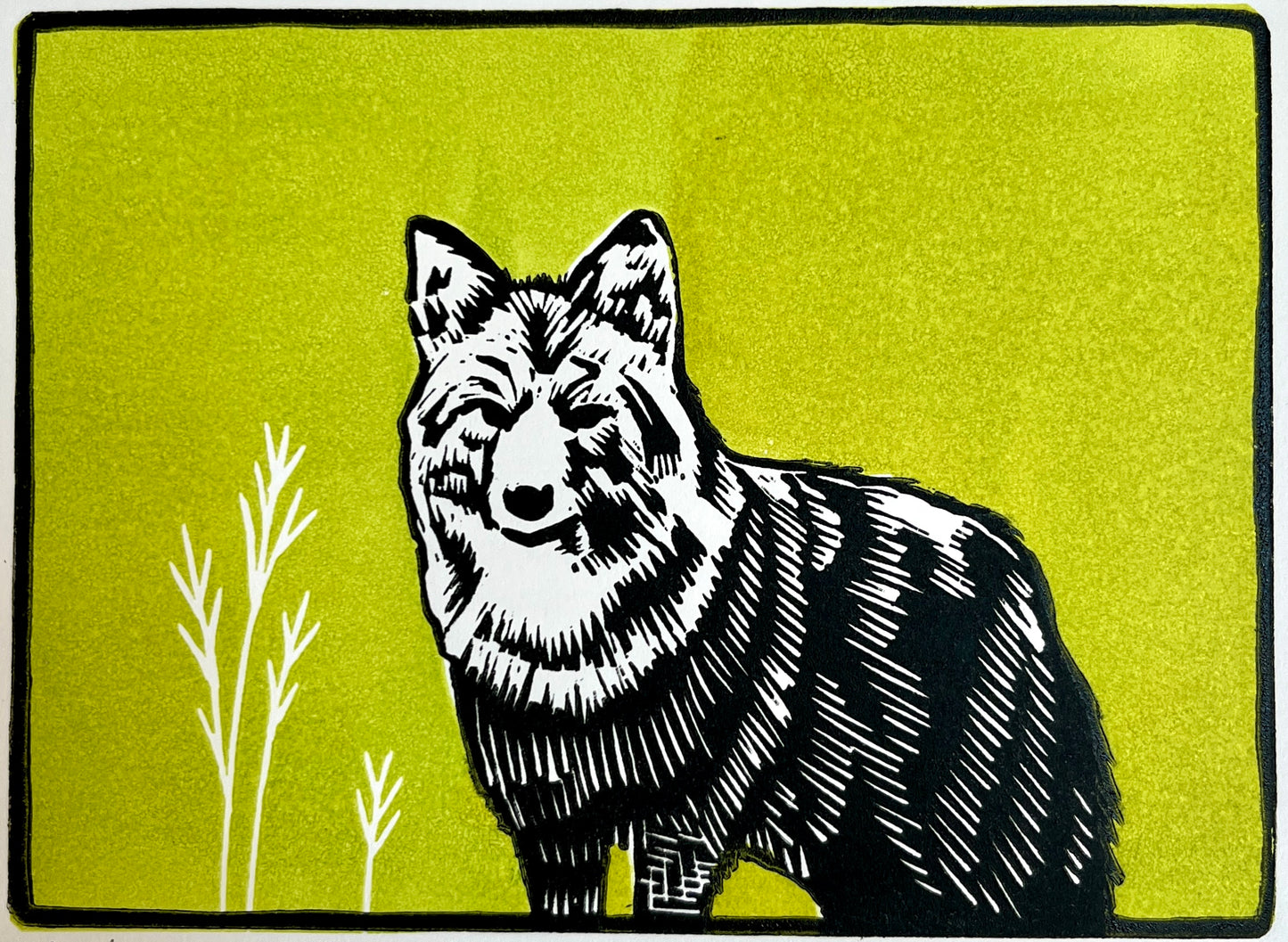 Coyote