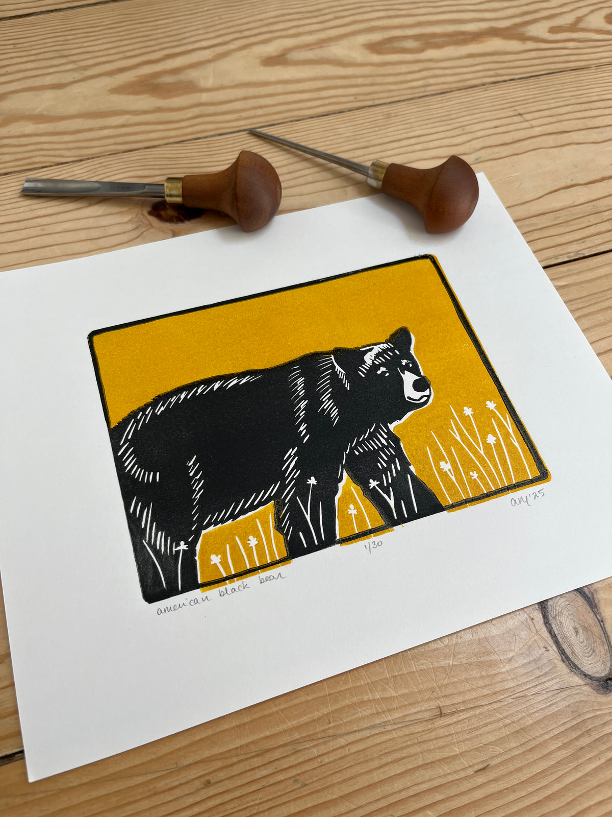 American black bear